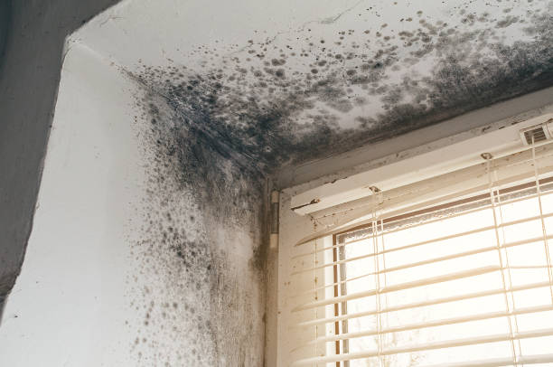 Affordable Mold Removal solutions in Sterling, GA